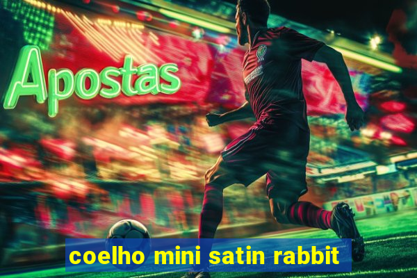 coelho mini satin rabbit