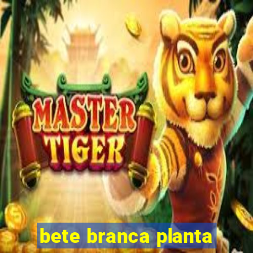 bete branca planta