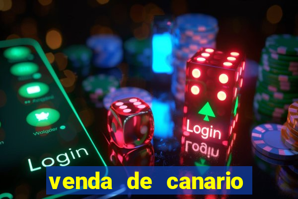 venda de canario belga bahia