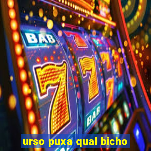 urso puxa qual bicho